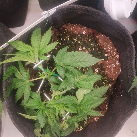 Hindu Kush growlog timeline photo