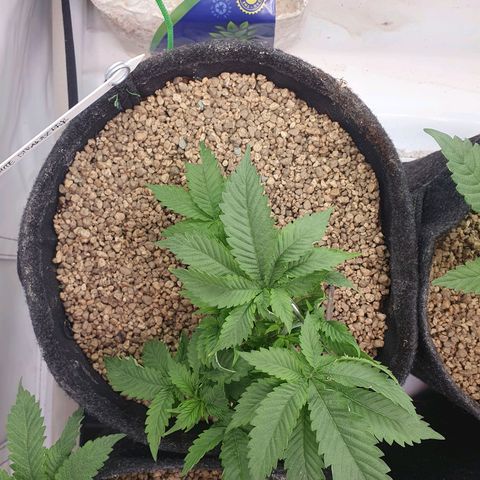 White Strawberry Skunk growlog timeline photo