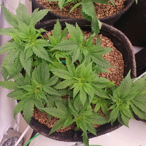 White Strawberry Skunk growlog timeline photo