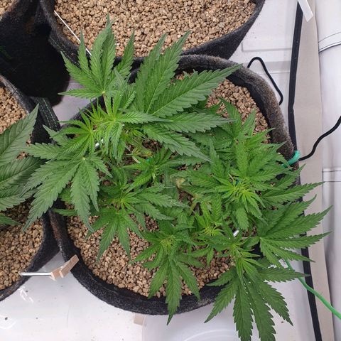 Mandarine Jam growlog timeline photo