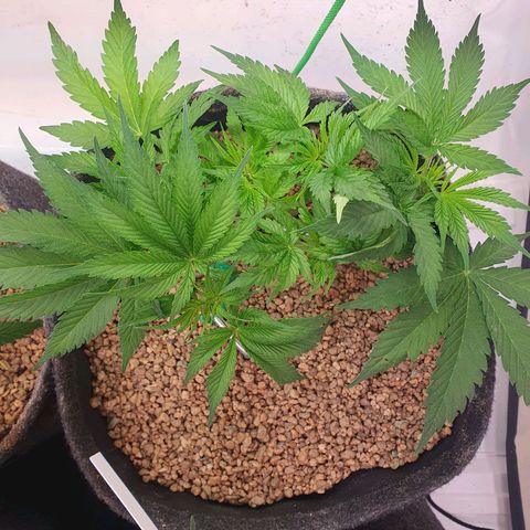 Mandarine Jam growlog timeline photo