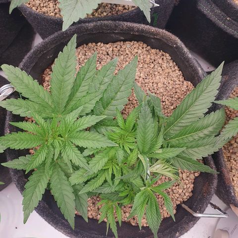 Hindu Kush growlog timeline photo