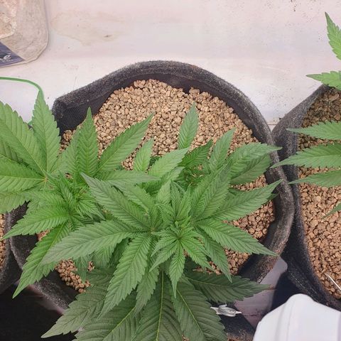 Hindu Kush growlog timeline photo