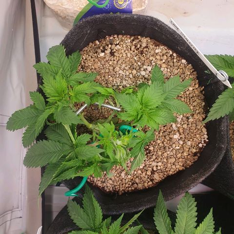 White Strawberry Skunk growlog photo: Vorher/Nachher