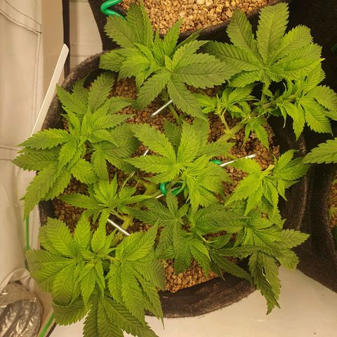 White Strawberry Skunk growlog photo: Vorher/Nachher