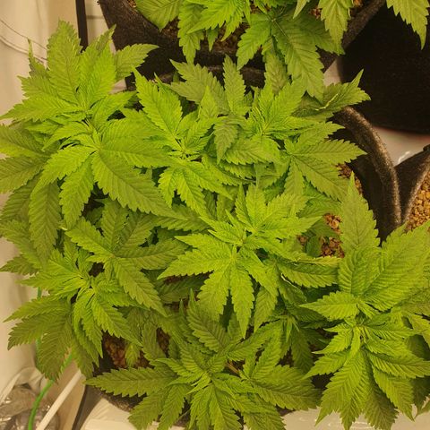 White Strawberry Skunk growlog photo: Vorher/Nachher
