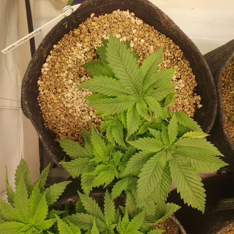 White Strawberry Skunk growlog photo: Vorher/Nachher