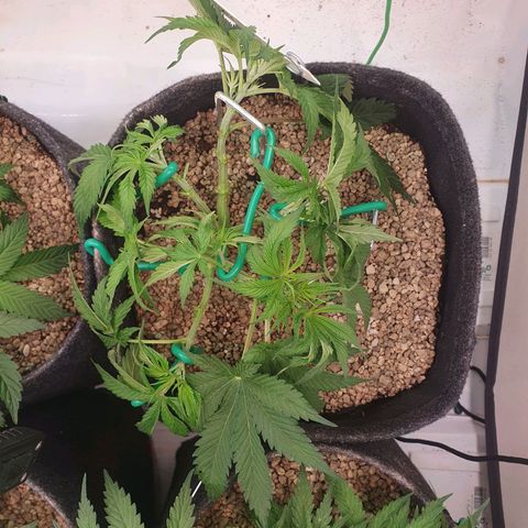 Mandarine Jam growlog photo: Vorher/nachher