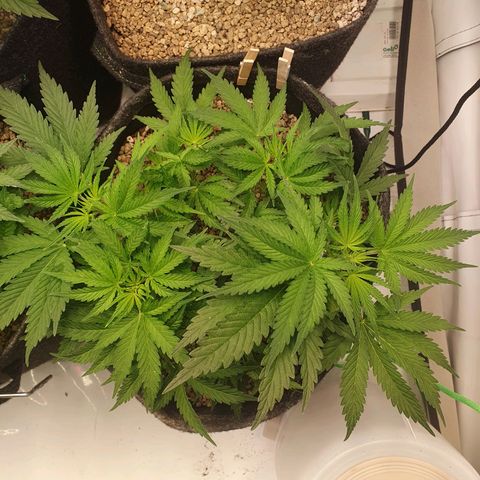 Mandarine Jam growlog photo: Vorher/nachher