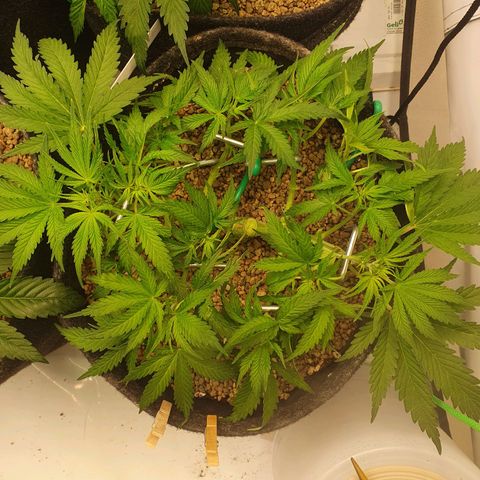 Mandarine Jam growlog photo: Vorher/nachher