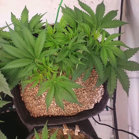 Mandarine Jam growlog photo: Vorher/nachher