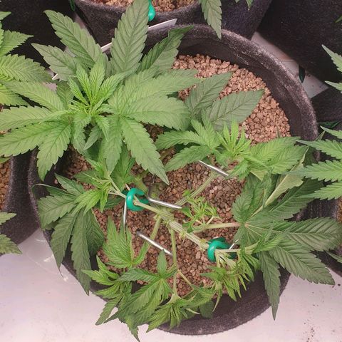 Hindu Kush growlog photo: Vorher/nachher