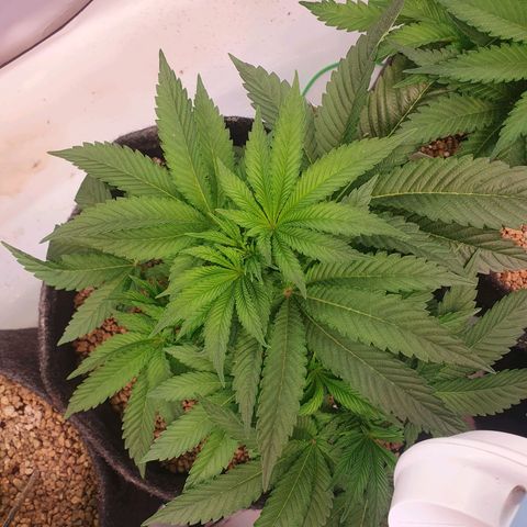 Hindu Kush growlog photo: Vorher/nachher