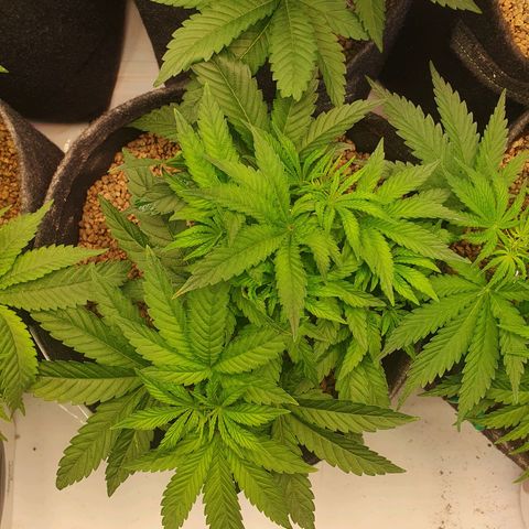 Hindu Kush growlog photo: Vorher/nachher