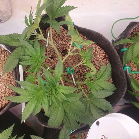 Hindu Kush growlog photo: Vorher/nachher