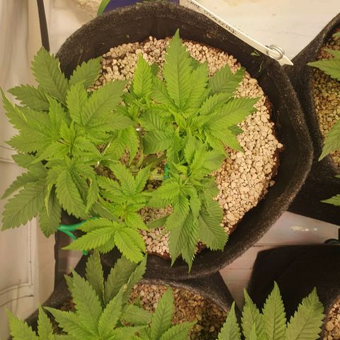 White Strawberry Skunk growlog timeline photo