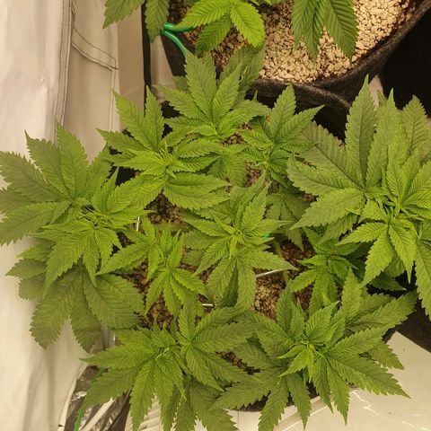 White Strawberry Skunk growlog timeline photo
