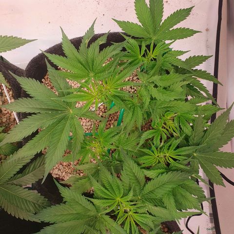 Mandarine Jam growlog timeline photo