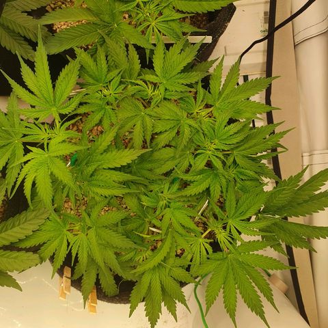 Mandarine Jam growlog timeline photo