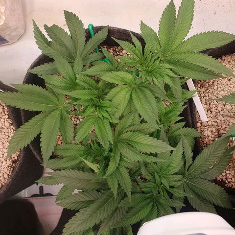 Hindu Kush growlog timeline photo