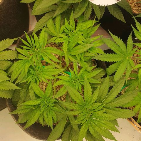 Hindu Kush growlog timeline photo