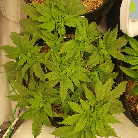 White Strawberry Skunk growlog timeline photo
