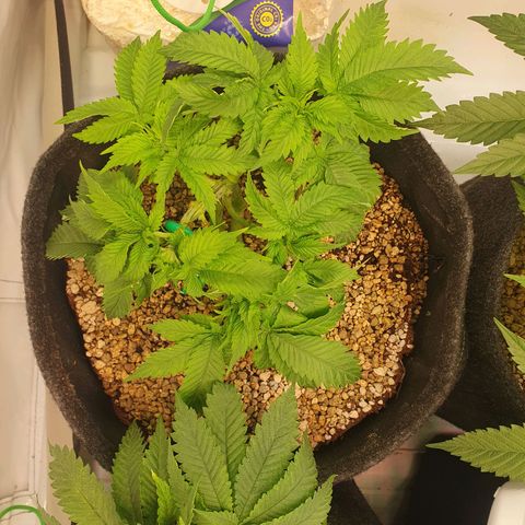 White Strawberry Skunk growlog timeline photo