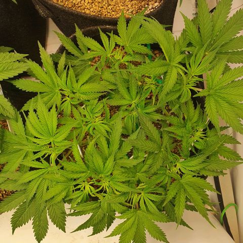 Mandarine Jam growlog timeline photo