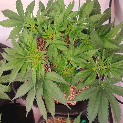Mandarine Jam growlog timeline photo