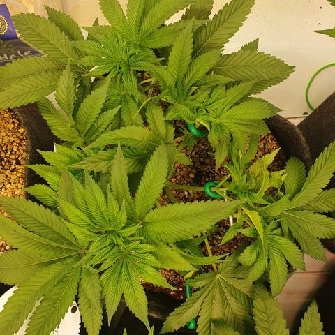 Hindu Kush growlog timeline photo