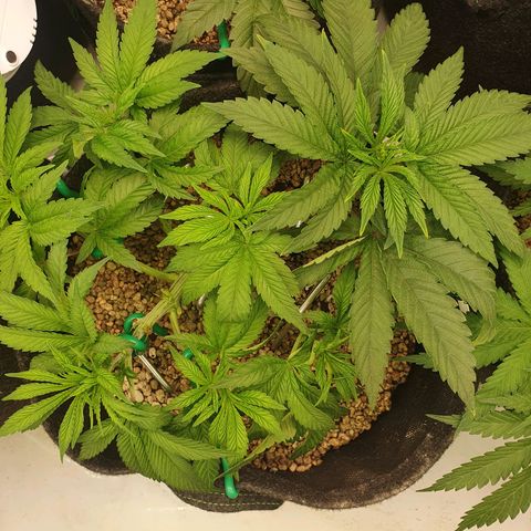 Hindu Kush growlog timeline photo