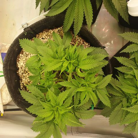 White Strawberry Skunk growlog timeline photo