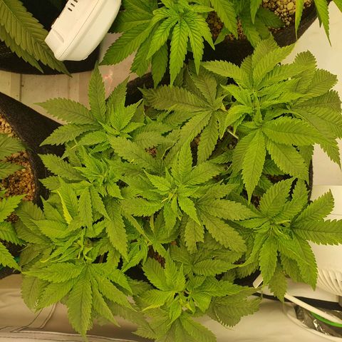 White Strawberry Skunk growlog timeline photo