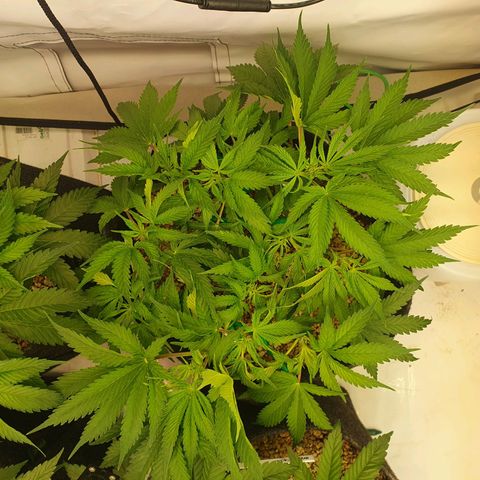 Mandarine Jam growlog timeline photo
