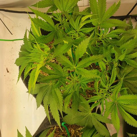 Mandarine Jam growlog timeline photo
