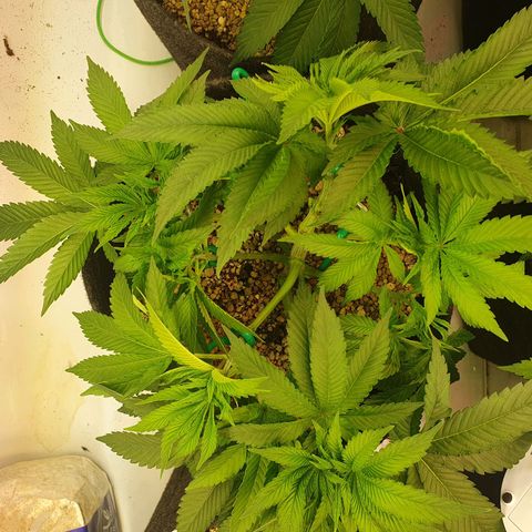 Hindu Kush growlog timeline photo