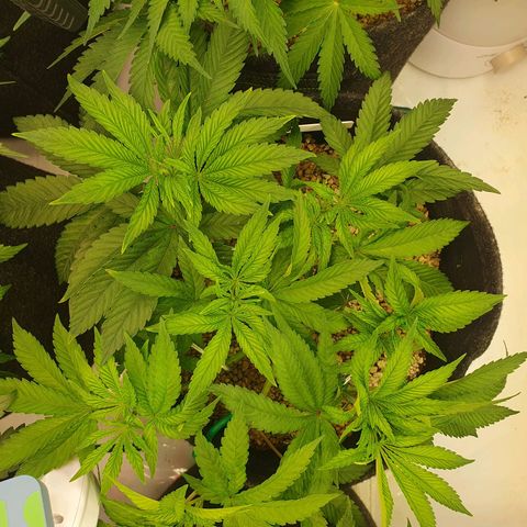 Hindu Kush growlog timeline photo