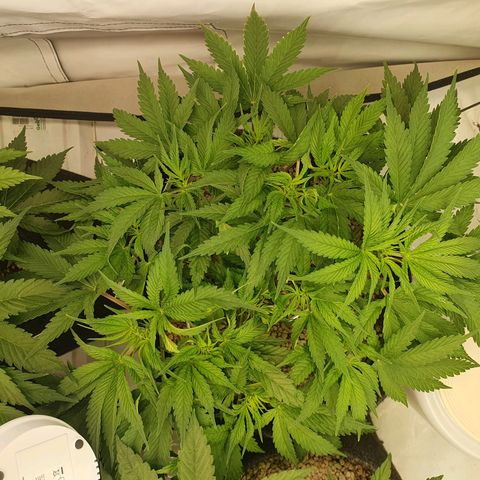 Mandarine Jam growlog timeline photo