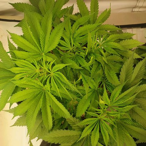 Mandarine Jam growlog timeline photo