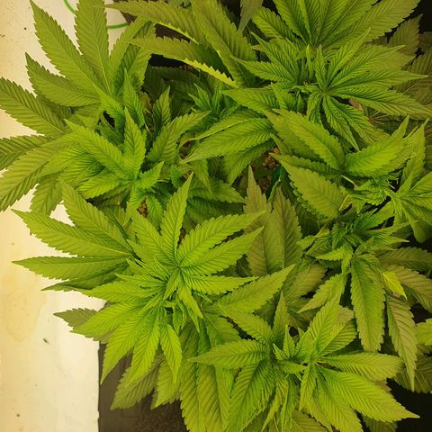 Hindu Kush growlog timeline photo