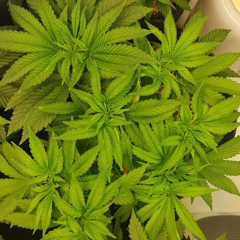 Hindu Kush growlog timeline photo