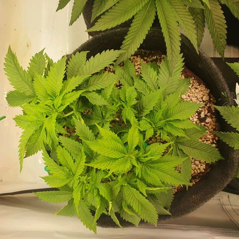 White Strawberry Skunk growlog timeline photo