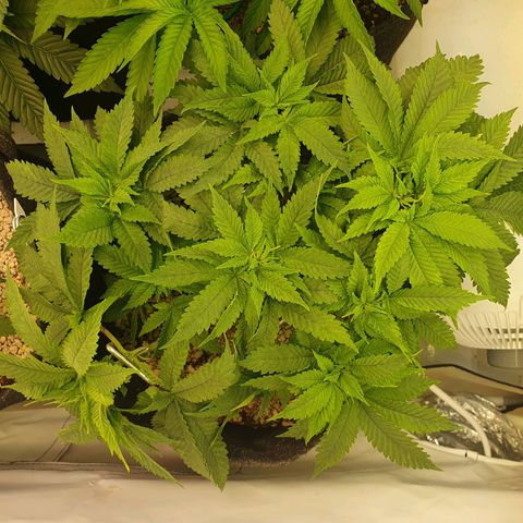 White Strawberry Skunk growlog timeline photo