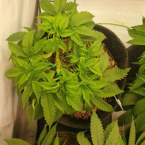 White Strawberry Skunk growlog timeline photo