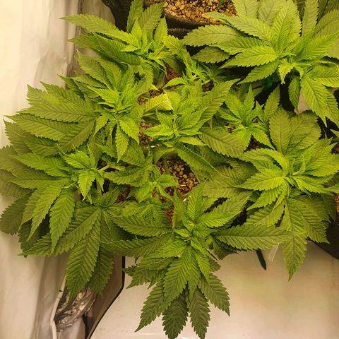 White Strawberry Skunk growlog timeline photo
