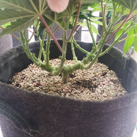Mandarine Jam growlog timeline photo