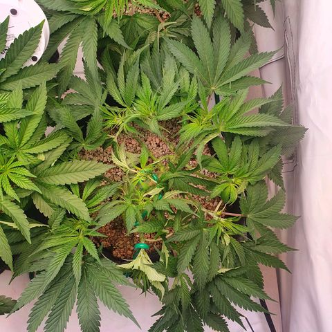 Mandarine Jam growlog timeline photo