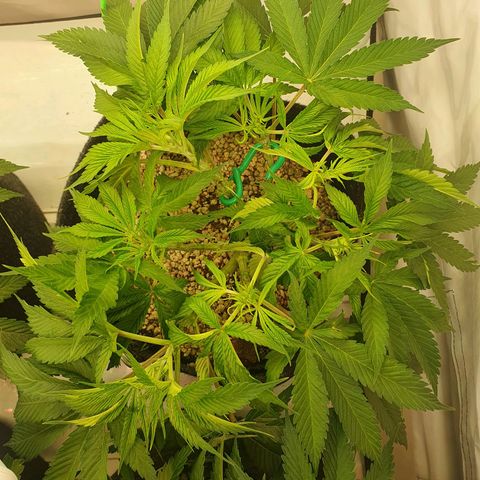 Mandarine Jam growlog timeline photo