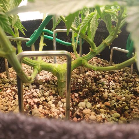 White Strawberry Skunk growlog timeline photo