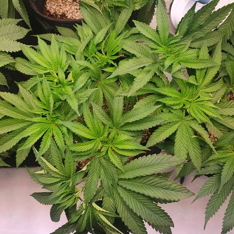 Hindu Kush growlog timeline photo